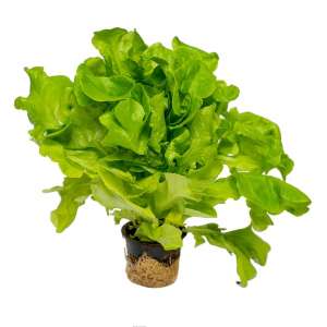 Ронали - салат дуболистный, 1000 семян, Nickerson Zwaan фото, цена